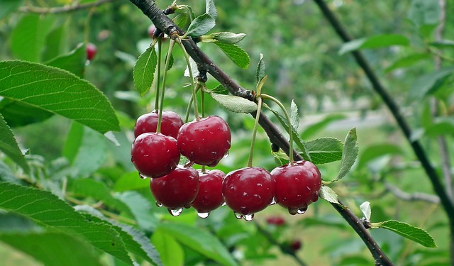 Bitter Cherry Extract - 10mls - Larger size available