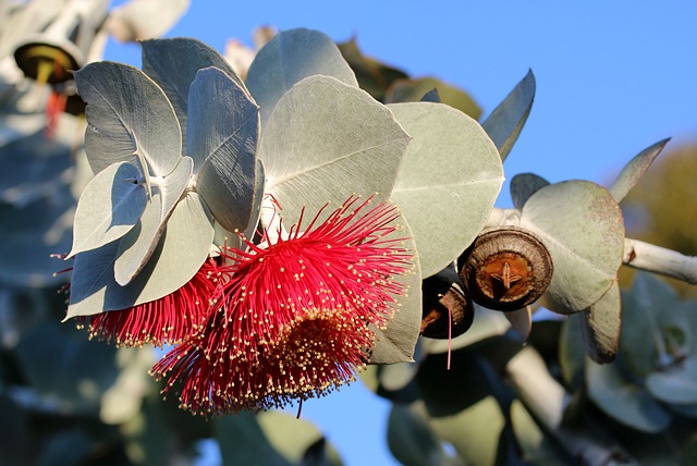 Eucalyptus Flavoured Oil - 10mls