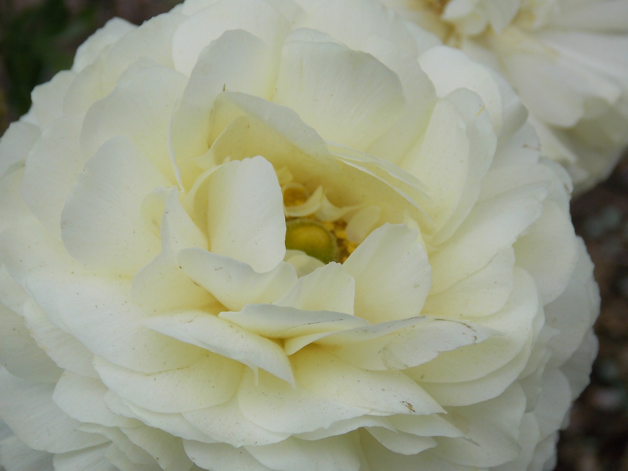 Gardenia Fragrance - 10mls