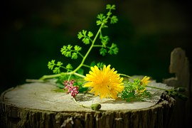 Herbs & Flowers - Dried & Fresh