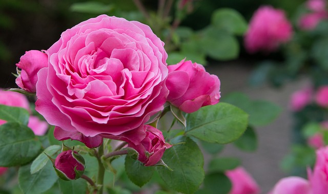 Rose Floral Water - 50mls